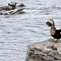 Les cormorans adorent se font toujours sécher les ailes après leur pêche.